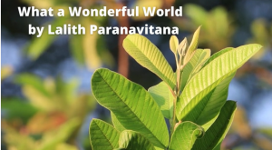 What a Wonderful World - by Lalith Paranavitana
